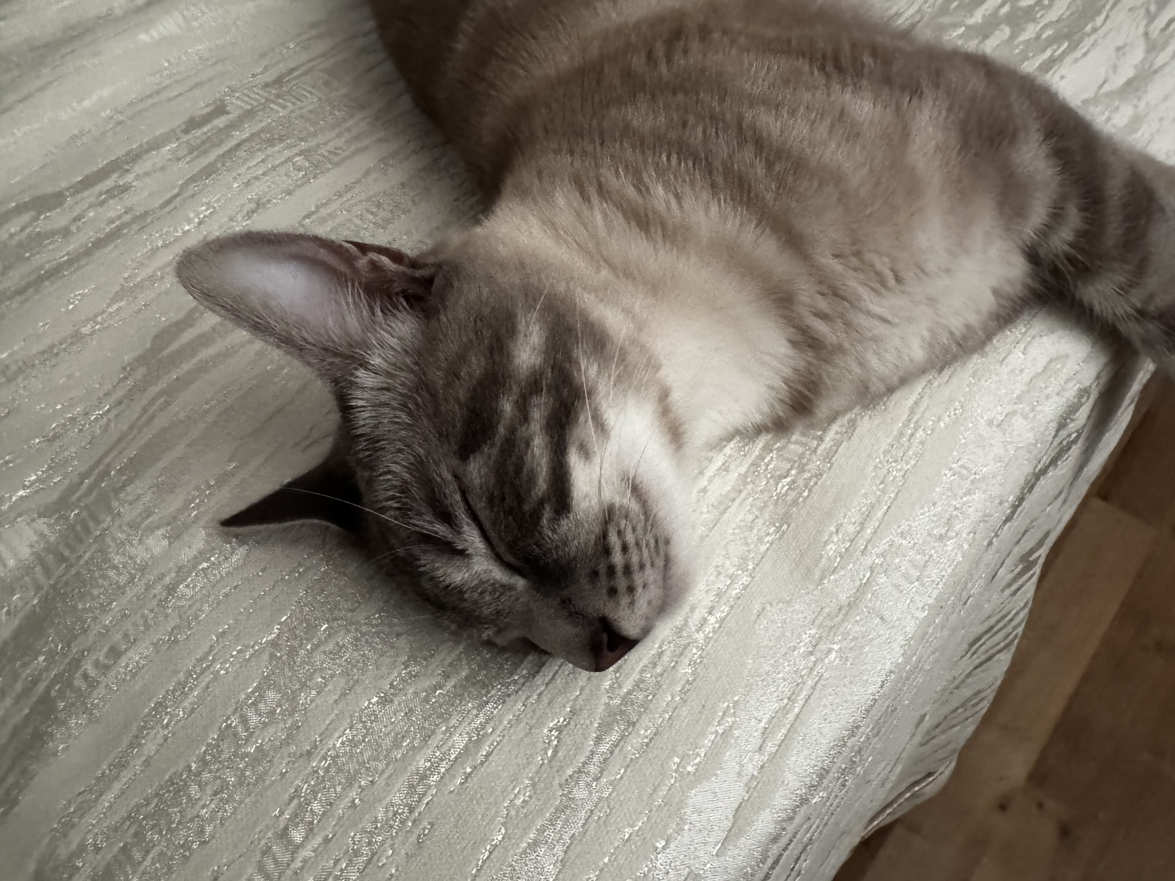 Snow, my cat